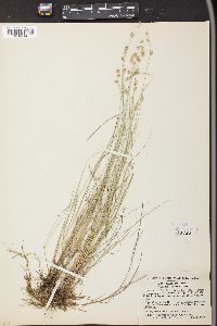 Carex canescens var. subloliacea image