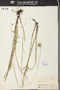 Carex castanea image