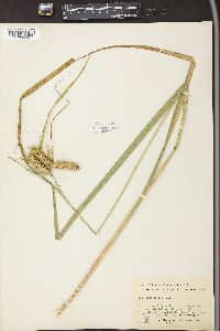 Carex comosa image