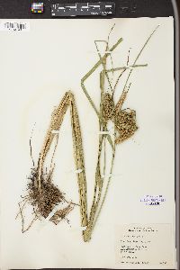 Carex comosa image