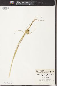 Carex comosa image