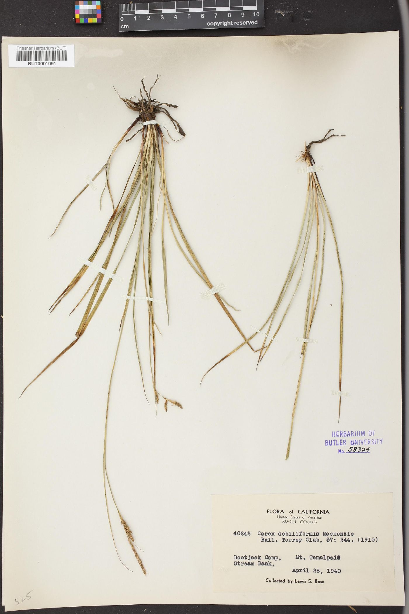 Carex debiliformis image