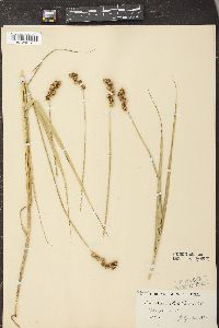 Carex cristatella image