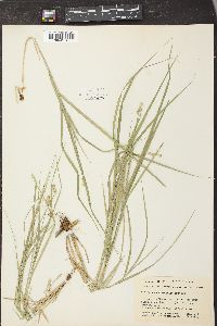 Carex cristatella image