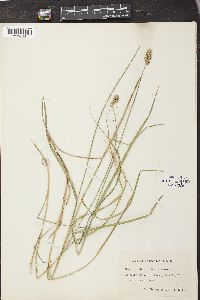 Carex ferruginea image