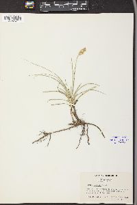 Carex douglasii image