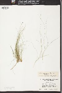 Carex eburnea image