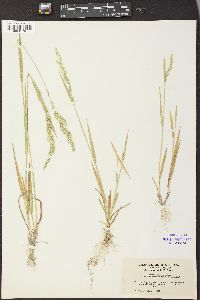 Agrostis exarata image