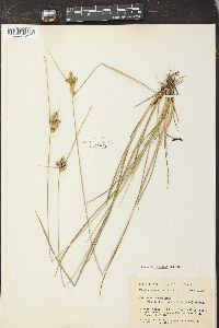 Carex magellanica subsp. irrigua image