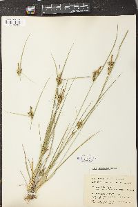 Carex magellanica image