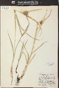 Carex grayi image