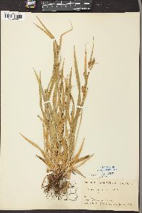 Carex grisea image