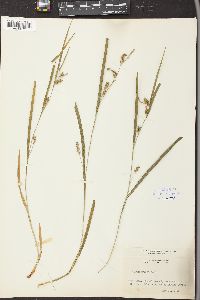 Carex grisea image