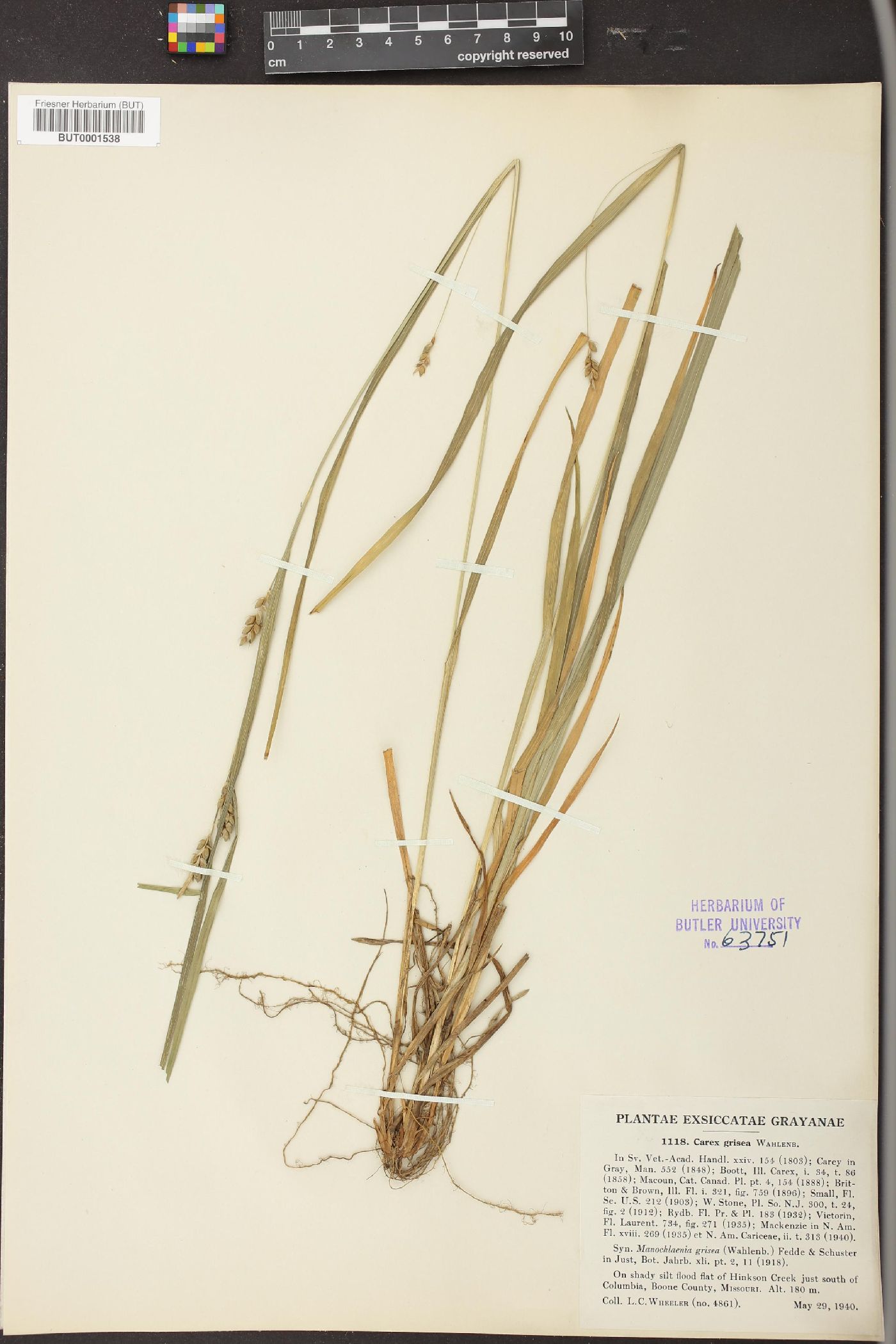 Carex heterostachya image