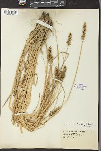 Carex laevivaginata image