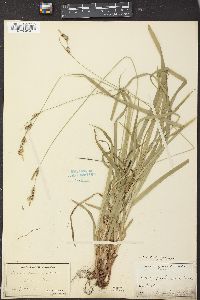 Carex hirtifolia image