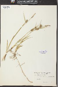 Carex houghtonii image