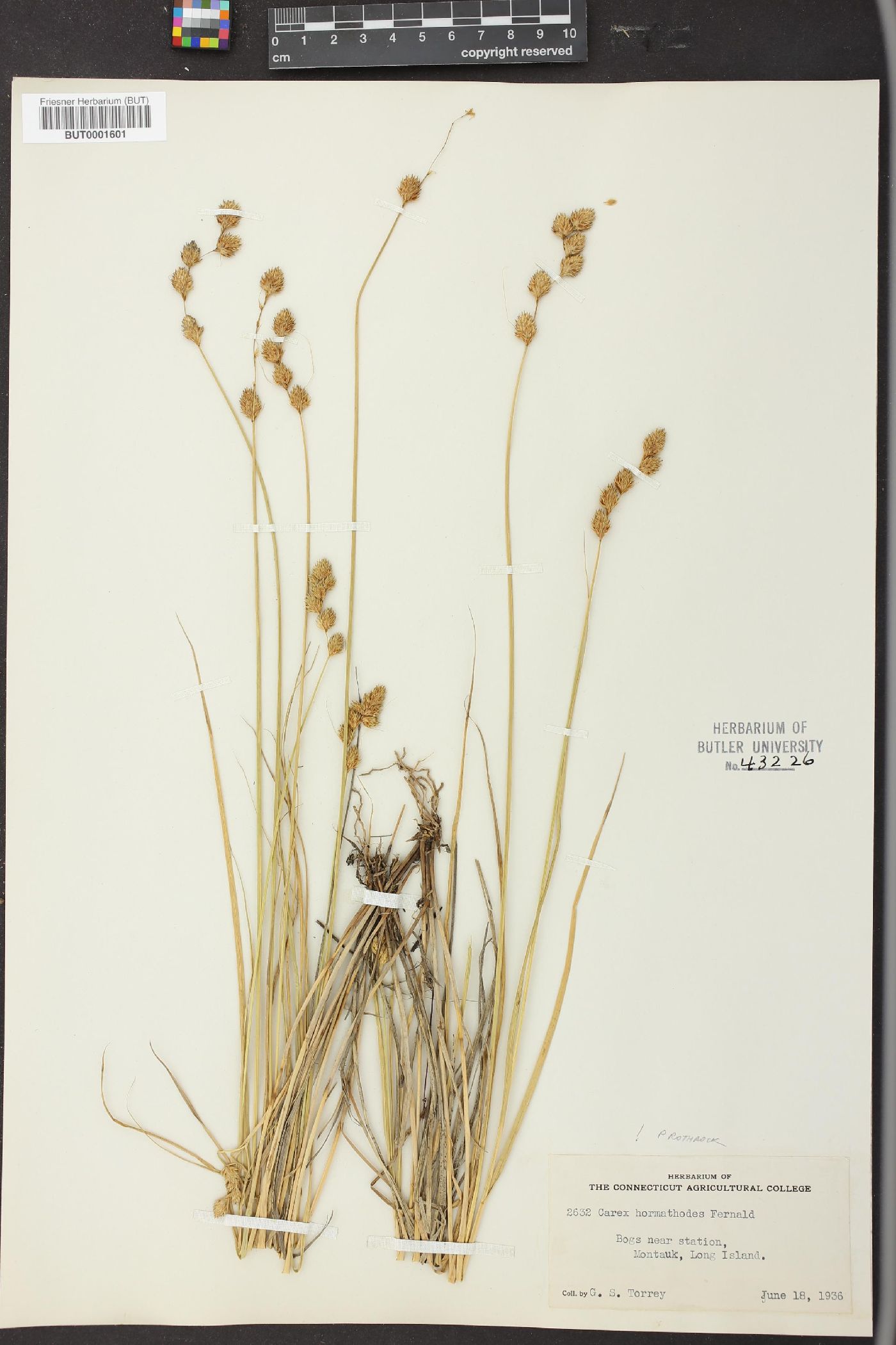 Carex hormathodes image