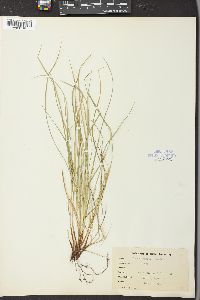 Carex jamesii image