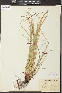 Carex jamesii image