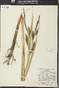 Carex lacustris image