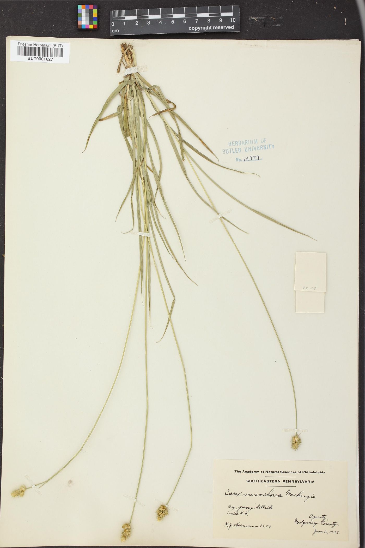 Carex mesochorea image