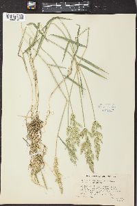 Polypogon viridis image