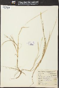 Alopecurus aequalis image