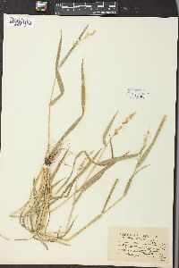 Echinochloa colona image