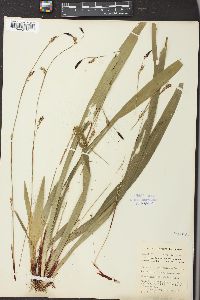 Carex plantaginea image