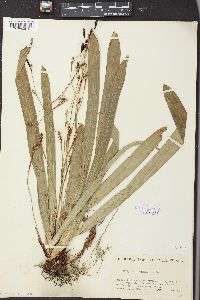 Carex plantaginea image