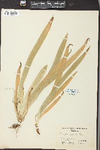 Carex plantaginea image