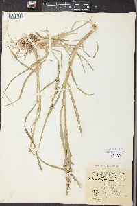 Echinochloa colona image