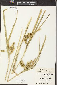 Carex pseudocyperus image