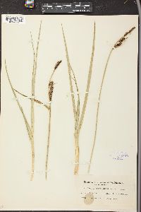 Carex nebrascensis image