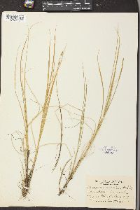 Carex norvegica image