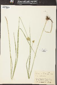 Carex normalis image