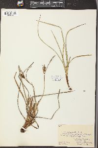 Carex polymorpha image