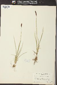 Carex pseudoscirpoidea image