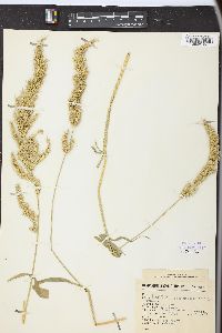 Echinochloa crus-pavonis image