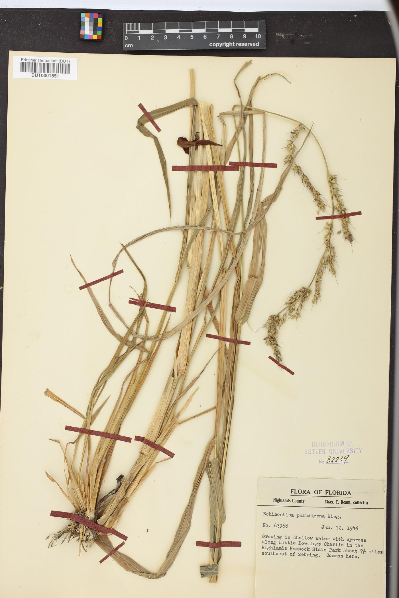 Echinochloa paludigena image