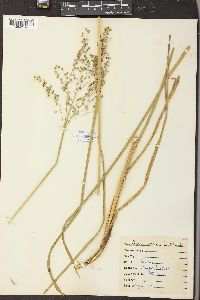 Glyceria canadensis image