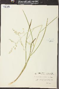 Glyceria canadensis image