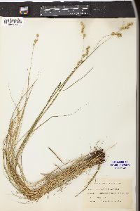 Carex projecta image