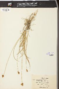 Carex preslii image