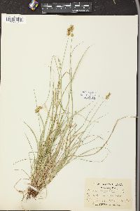 Carex muricata image