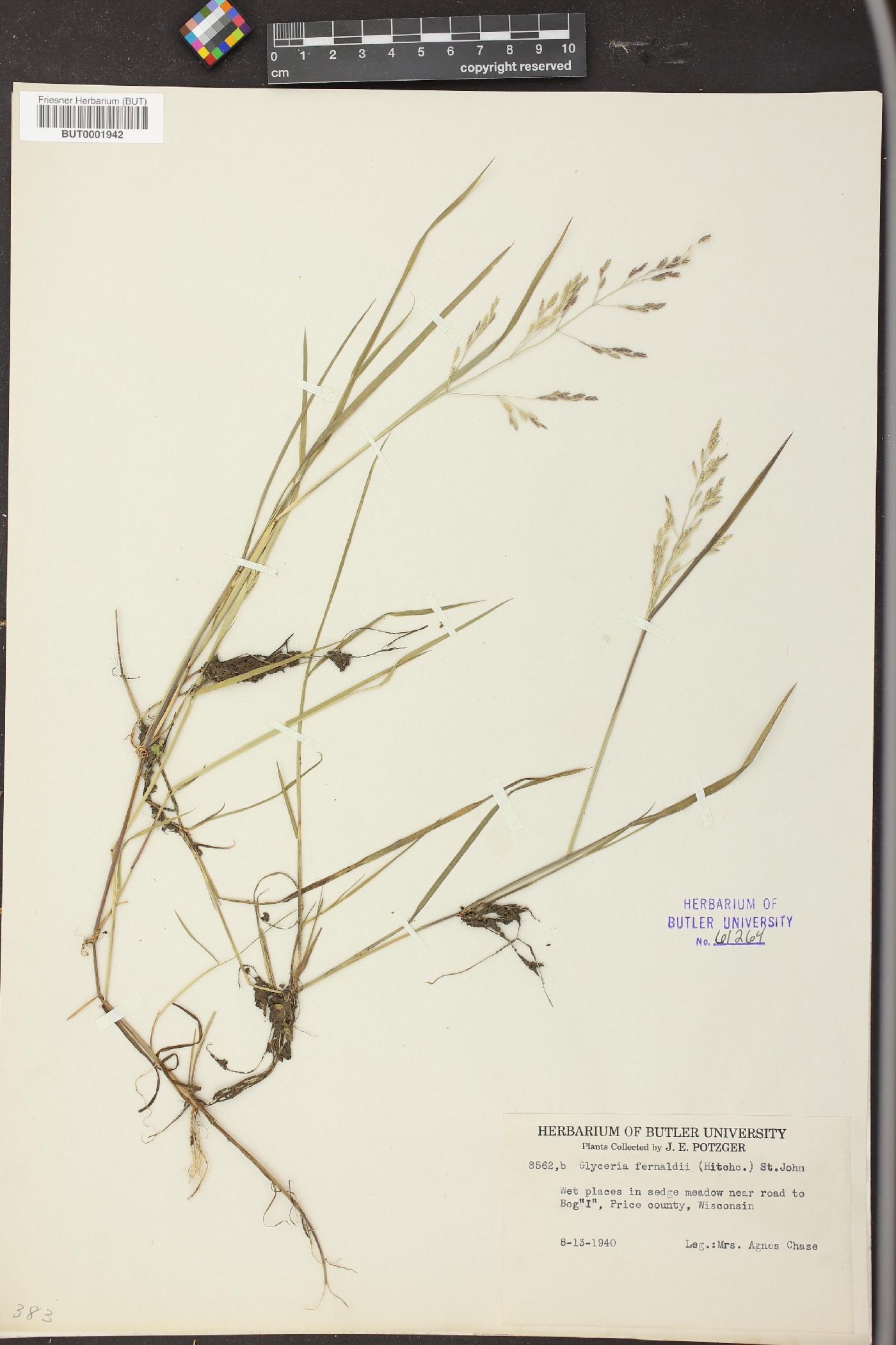 Glyceria fernaldii image