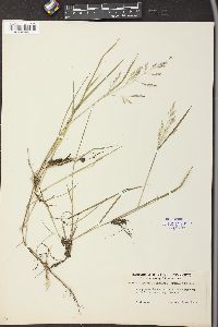 Glyceria fernaldii image