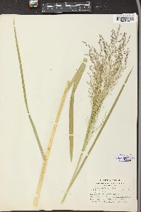 Glyceria grandis image