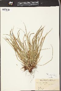 Carex pedunculata image